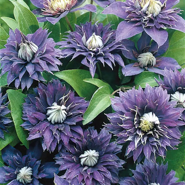Multi Blue Clematis: Flowering Vines from Gurney's Seed & Nursery Co.