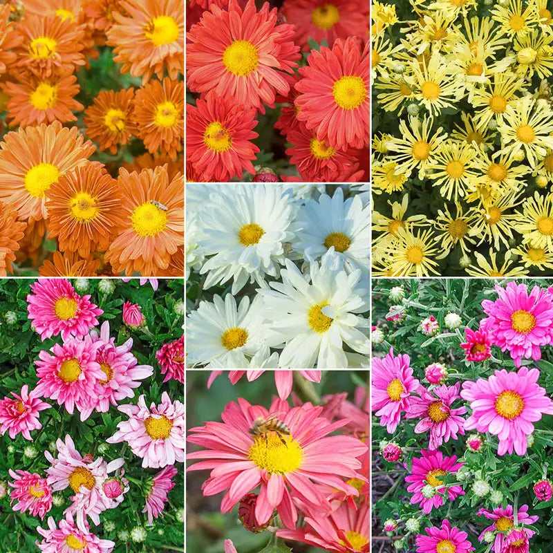 garden mum seeds Mammoth Mum Collection