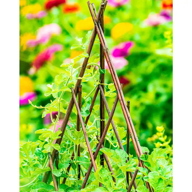 Willow Teepee Plant Support | Gurney's Seed & Nursery Co.