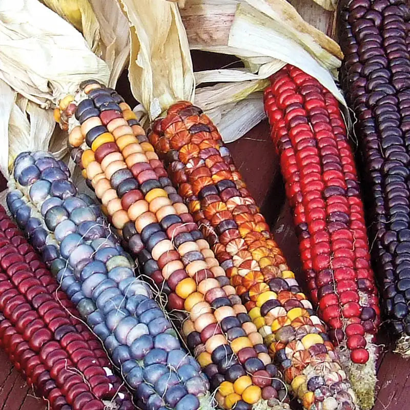 ornamental plant seeds for sale Gurney's Ornamental Corn Painted Mountain (50 Seed Packet)