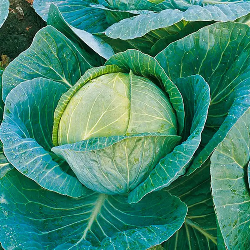 Megaton Hybrid Cabbage | Gurney's Seed & Nursery Co.