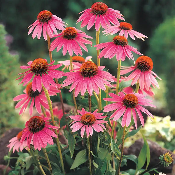 echinacea virgin seeds Gurney's Herb Echinacea (100 Seed Packet)