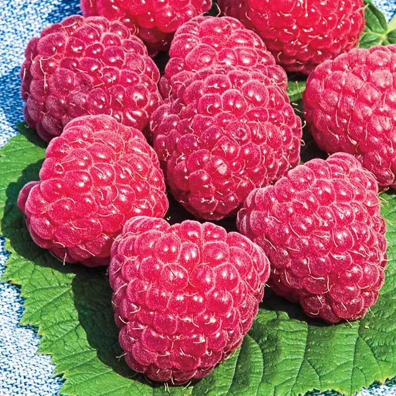 raspberry potting mix Sweet Repeat Red Raspberry Plant - Premium (Qty- 3) | Rubus occidentalis 'Nantahala' PP20689