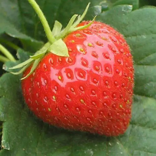 organic everbearing strawberry seeds Charlotte Everbearing Strawberry Plant - 4-Pack | Fragaria ananassa 'Charlotte' | Zone 3-8 | Fragaria ananassa 'Charlotte' | Pink | 12