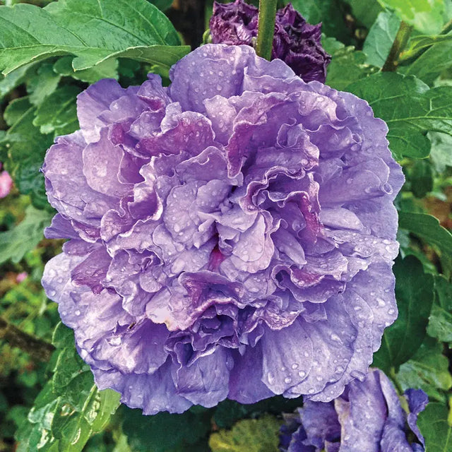 Blueberry Smoothie™ Hardy Hibiscus