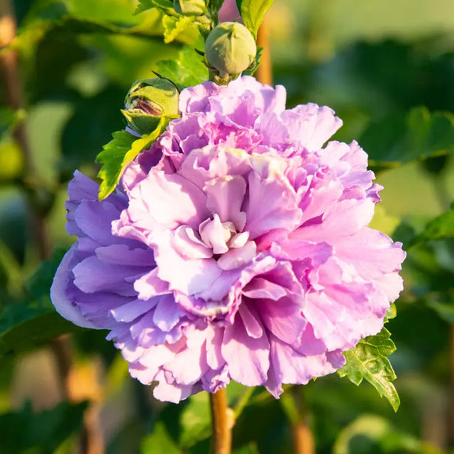 Blueberry Smoothie™ Hardy Hibiscus
