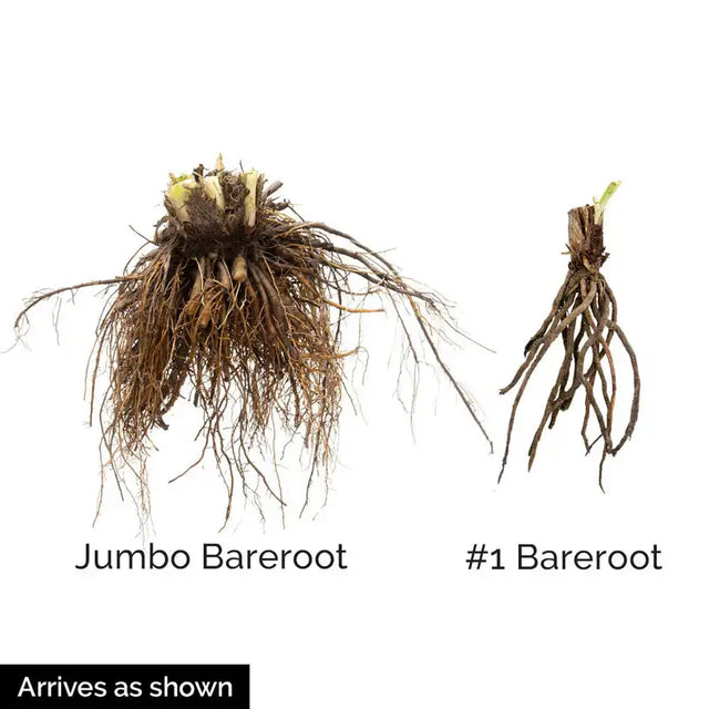 Stolen Treasure Daylily