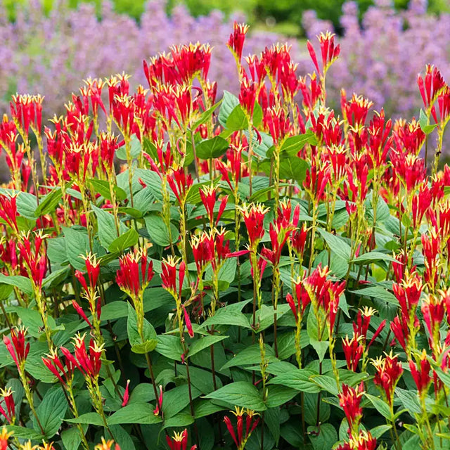 Little Redhead Indian Pink