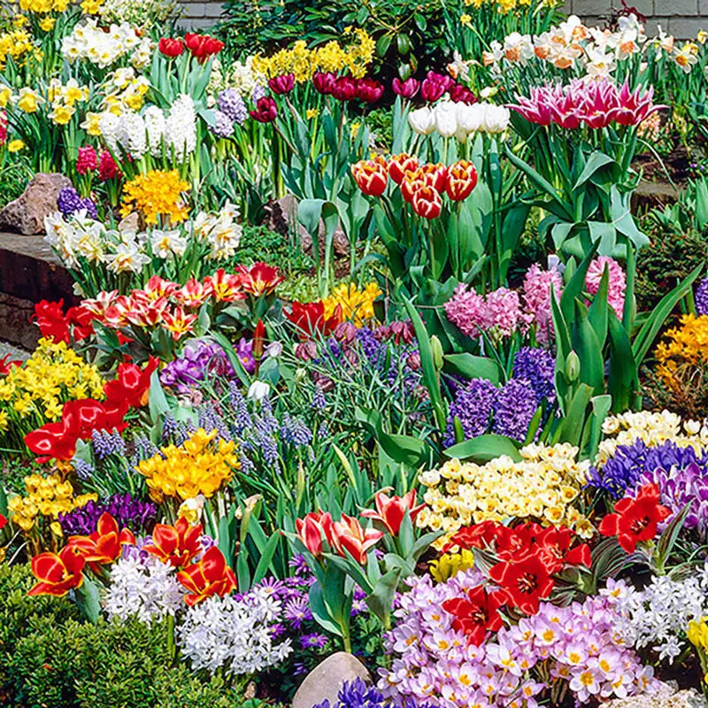 Small Spring Bulb Collection Spring Bulb Garden Collection | Gurney's Seed & Nursery Co.