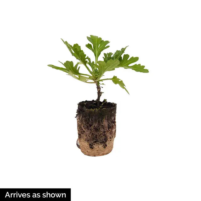 Coral Daisy Monster Mum