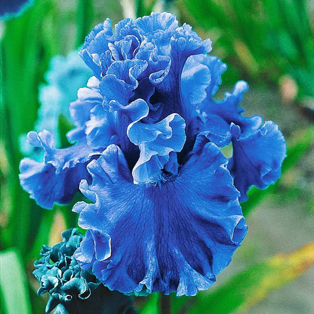 Sea Power Bearded Iris