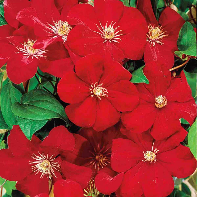 Clematis 'Rouge Cardinal'