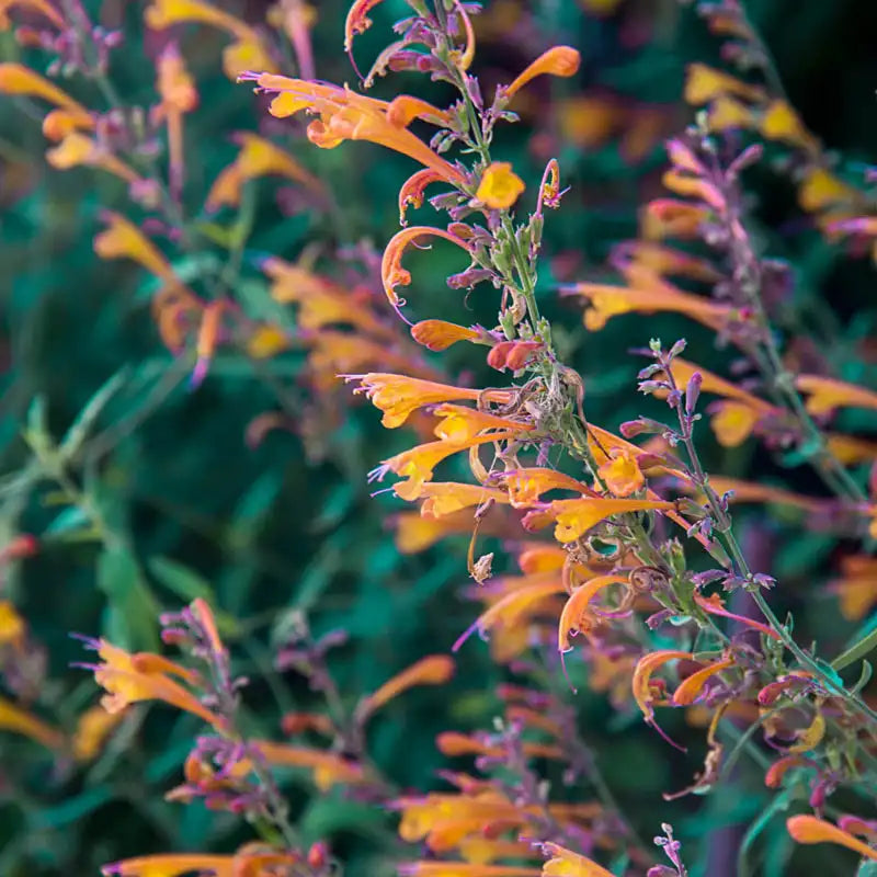 hummingbird plant seeds Tango Hummingbird Mint Plant