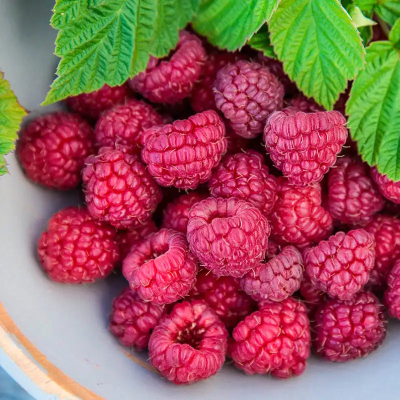 Raspberry Nova | Gurney's Seed & Nursery Co.