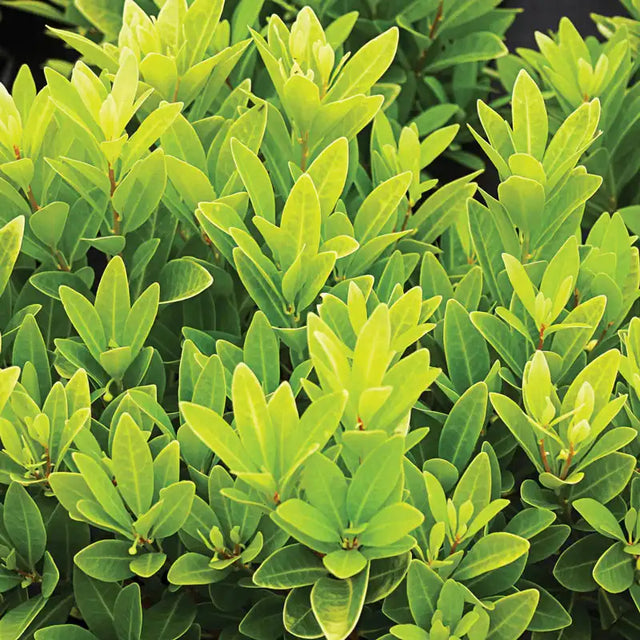 Florida Sunshine Anise