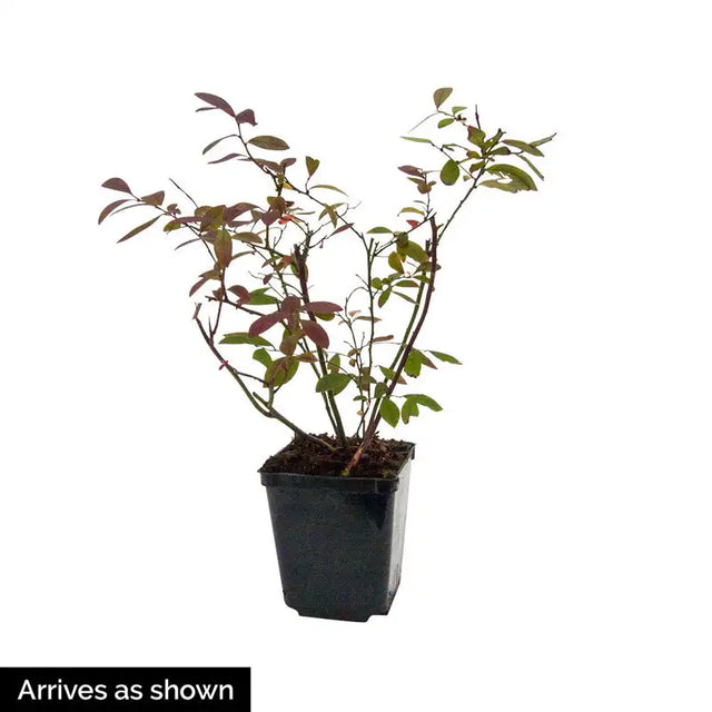Perpetua™ Blueberry Plant
