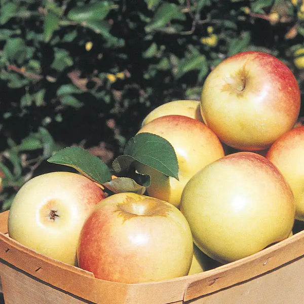 アップルりんご Sundance™ Apple Tree | Gurney's Seed & Nursery Co.