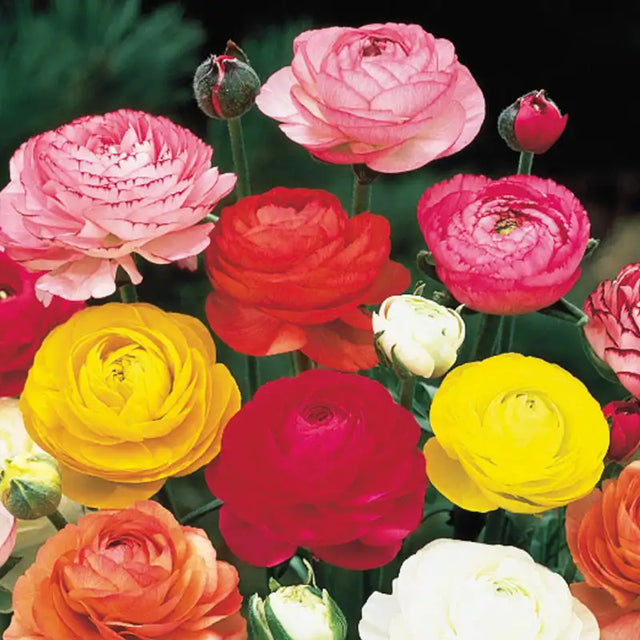 Ranunculus Mix