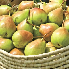 65852A_medium.webp?v=1729087105