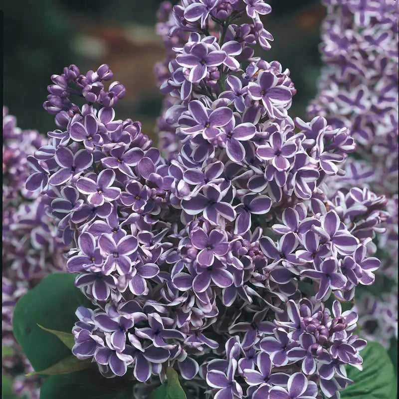 lilac plant indoors Sensation Lilac Plant - Premium (Qty- 1) | Syringa vulgaris 'Sensation' PP1242