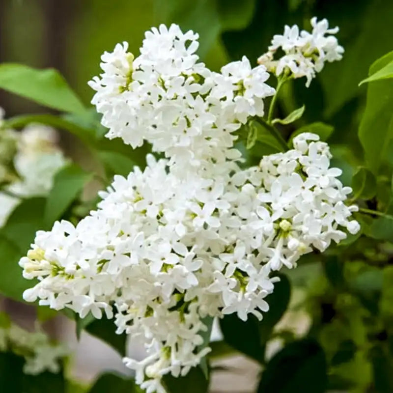 lilac seeds planting Spring Hill Nurseries Snowy Beach Party Lilac Live Shrub, White