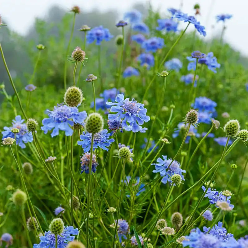 pincushion flower seed Butterfly Blue Pincushion Flower