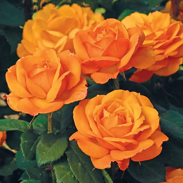 Guernys Roses Hybrid Roses For Sale | Gurney's Seed & Nursery Co. – Gurneys