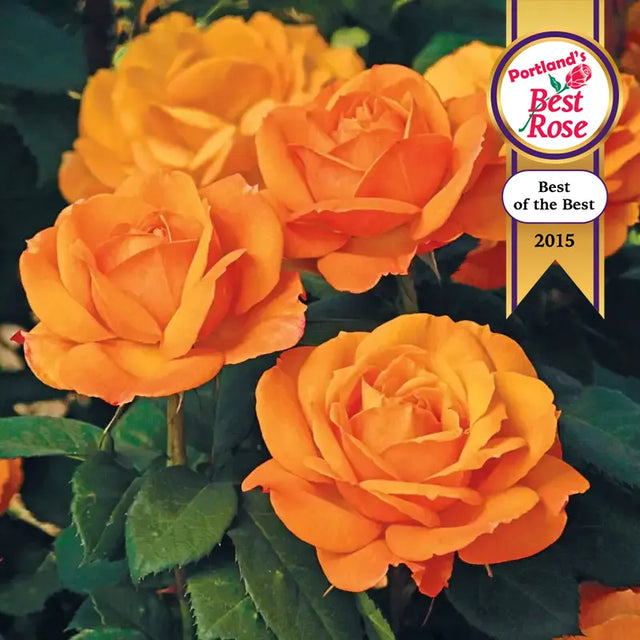 Good as Gold™ Hybrid Tea Rose