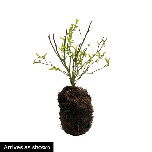 Legacy Blueberry Hedge