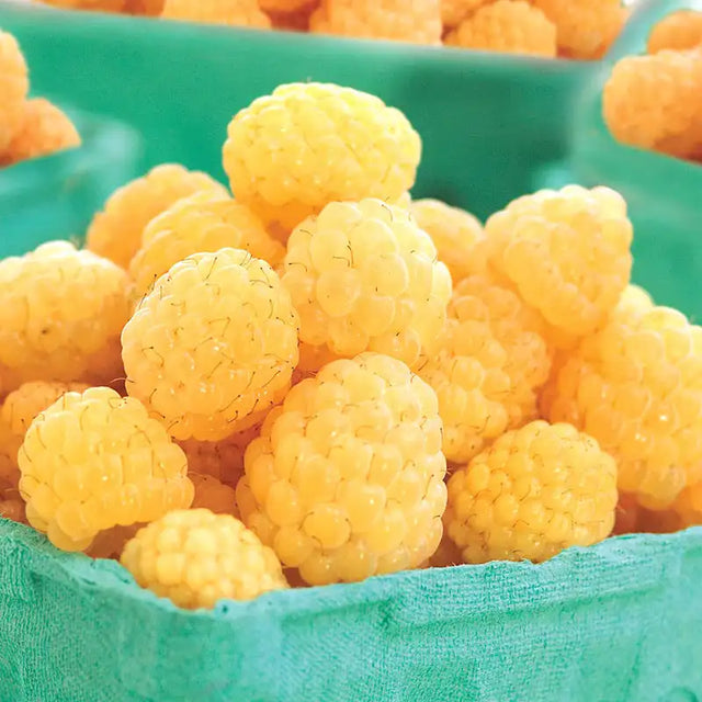 Goldne Raspberry Fall Gold Raspberry | Gurney's Seed & Nursery Co.