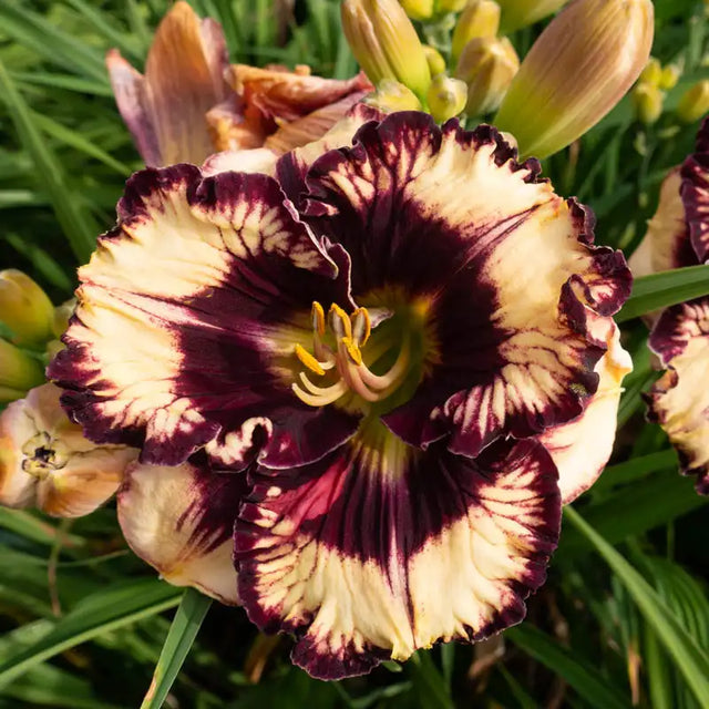 Moussaka Daylily