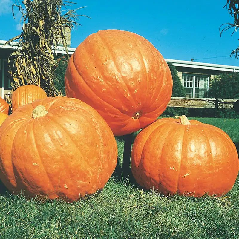 planting big max pumpkin seeds Big Max Pumpkin
