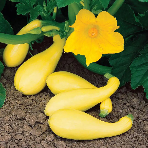 Gentry Hybrid Summer Squash Seed | Gurney's Seed & Nursery Co.
