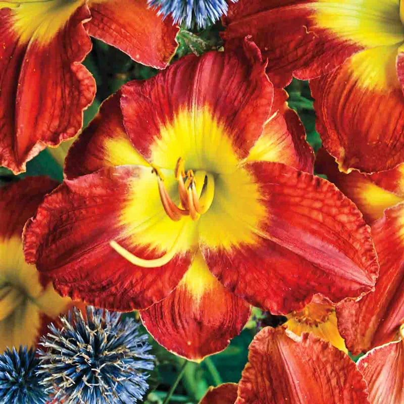 passion lily flower Passion for Red Daylily – Gurney's Seed & Nursery Co