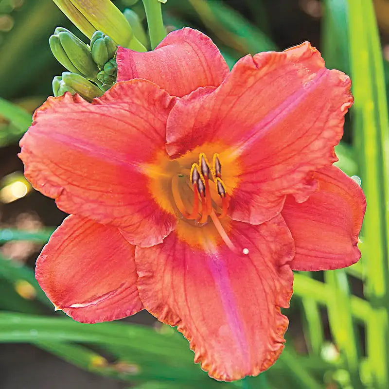 Reblooming Daylilies For Sale