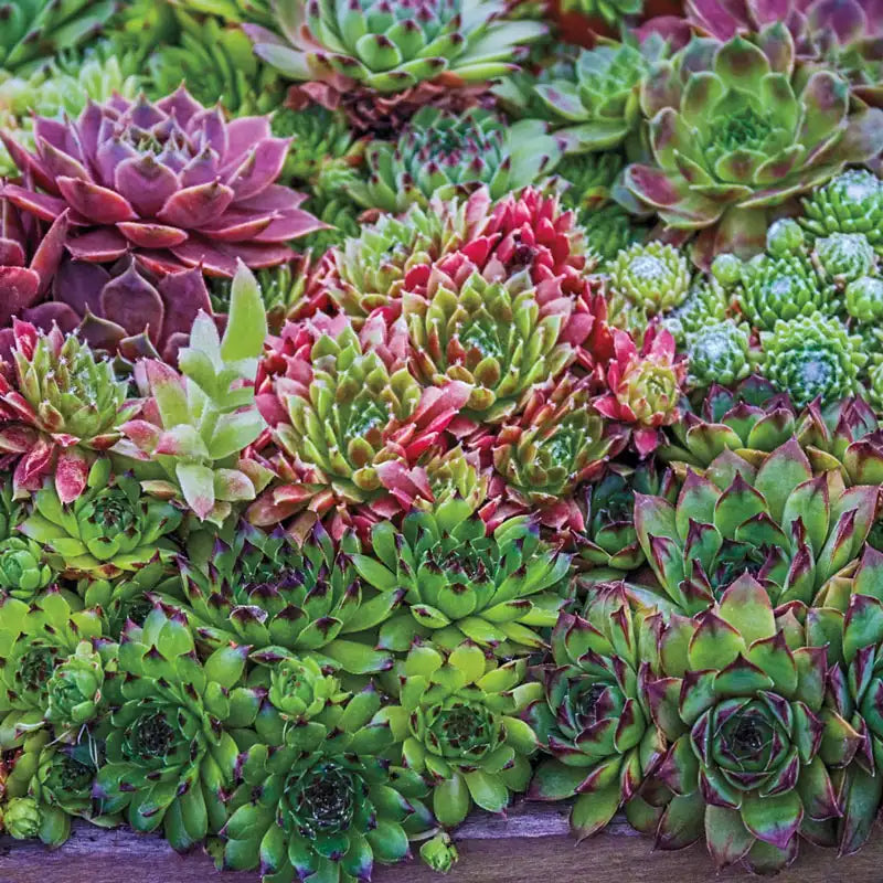 succulent hens and chicks Hens & Chicks Mix