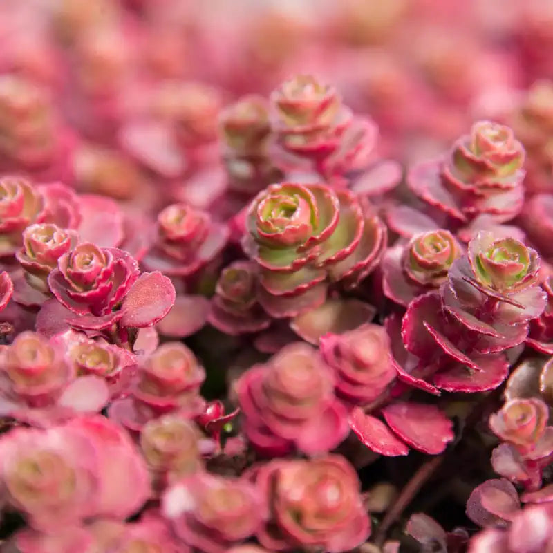 creeping sedum succulent Red Creeping Sedum