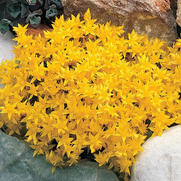 Improved Golden Creeping Sedum for Sale from Gurney's Seed & Nursery Co