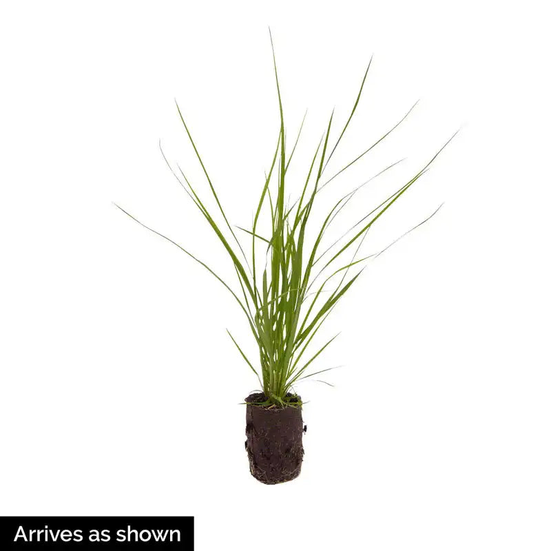 pampas grass plant in pot White Pampas Grass