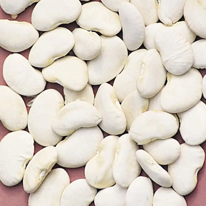 garden beans seeds Lima Bean Pole King Of The Garden Vegetable Seeds (2 Oz. Seed Packet)