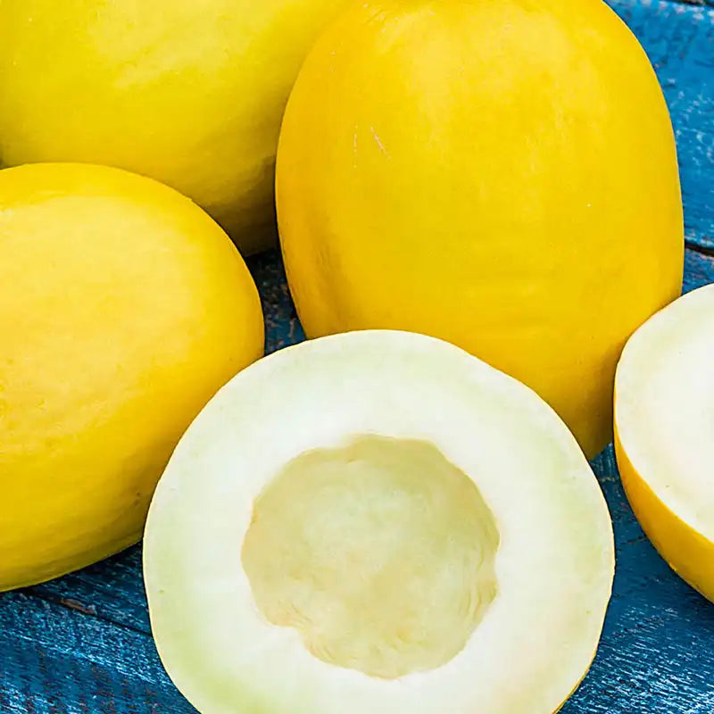 planting honeydew seeds Sweet Reward Improved Hybrid Honeydew