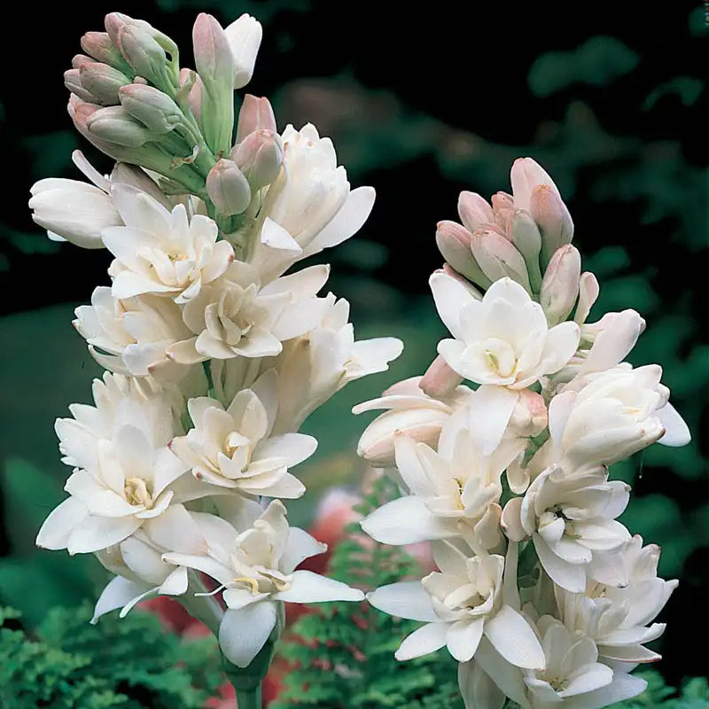 tuberose flower seeds The Pearl Double Tuberose Bulb
