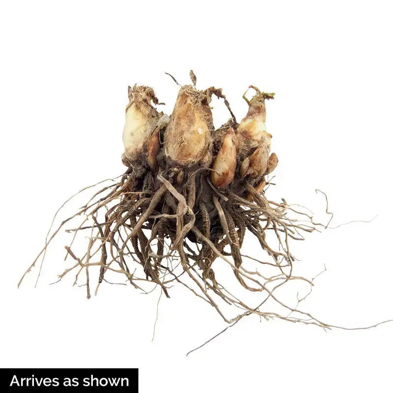 tuberose flower seeds The Pearl Double Tuberose: Summer Bulbs from Gurney's Seed & Nursery Co