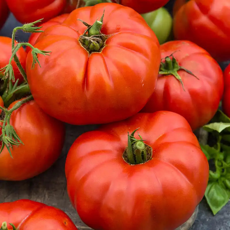 Beefsteak tomatoes (beefsteak tomato, recommend using) Beefsteak tomatoes