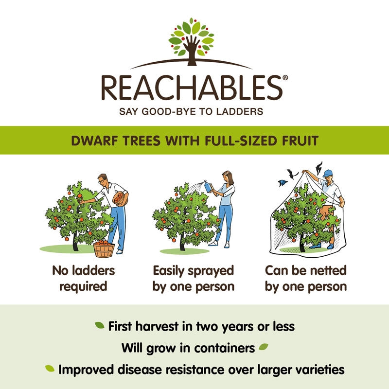 planting honeycrisp apple seeds Honeycrisp Apple Tree