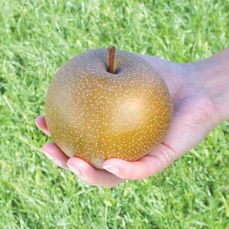 Olympic Giant Asian Pear Tree | Gurney's Seed & Nursery Co.