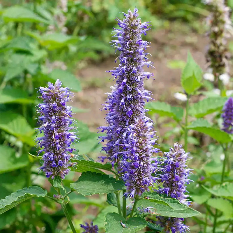 lavender hyssop plant Purple Giant Hyssop Herb — Plant