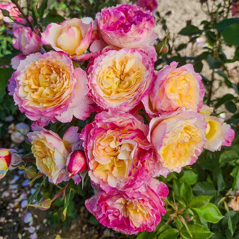 Guernys Roses Living the Dream™ Grandiflora Rose – Gurney's Seed & Nursery Co.