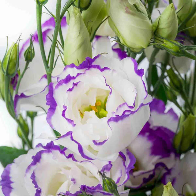 Lisianthus Cessna Blue Picotee III
