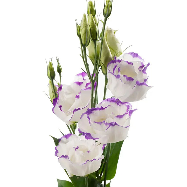 Lisianthus Cessna Blue Picotee III